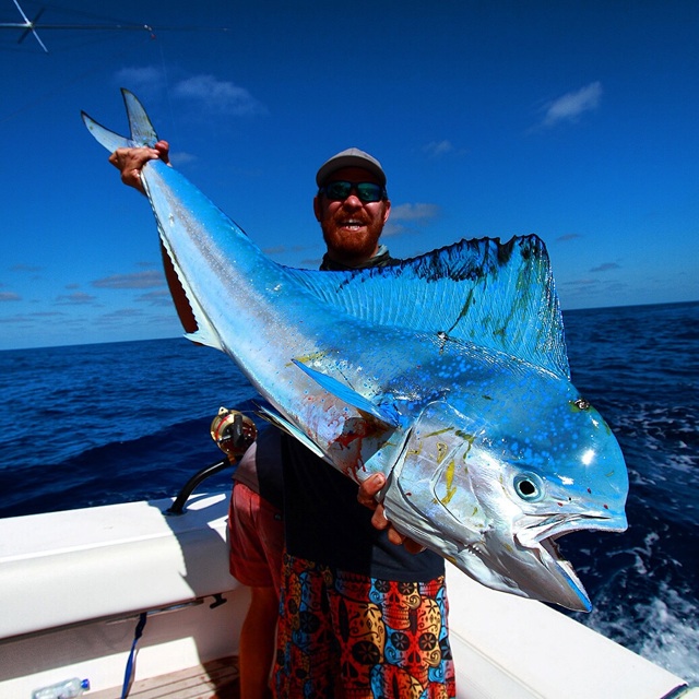 [Image: mahi-blue.jpg]
