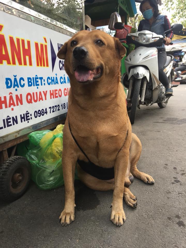 'Siêu khuyển' Chip nổi như cồn trên mạng xã hội vì dũng cảm đuổi bắt tên trộm xe máy 'Siêu khuyển' Chip nổi như cồn trên mạng xã hội vì dũng cảm đuổi bắt tên trộm xe máy