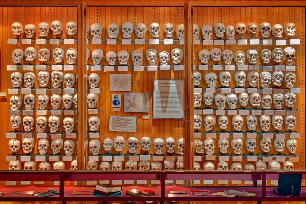 074 muttter museum skulls