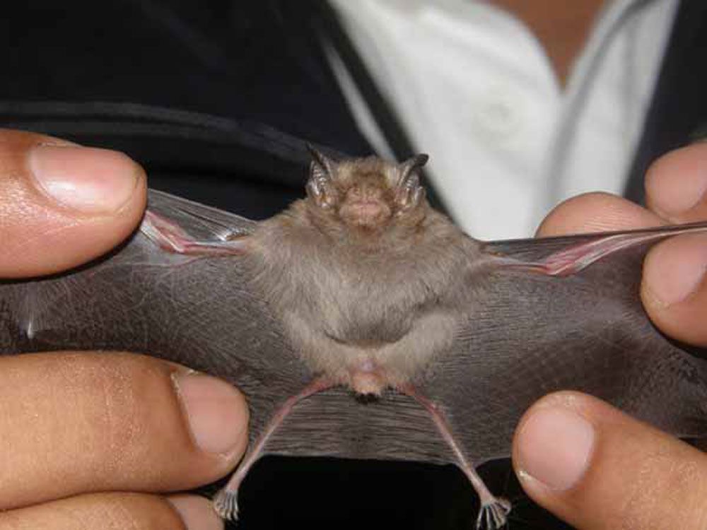 Dơi Bumblebee nhỏ bé như một chú ong, đang có nguy cơ bị tuyệt chủng. Nguồn ảnh: Bedfordshire Bat Group.