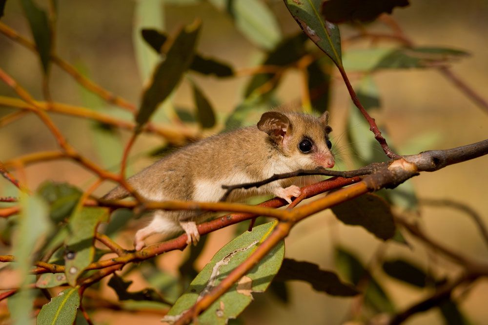 Sau khi được phát hiện và công nhận là một loài, Pygmy possum giờ đây được chính phủ Australia quan tâm và đưa vào những khu bảo tồn thiên nhiên. Nguồn hình: Janelle Lugge/Shutterstock.