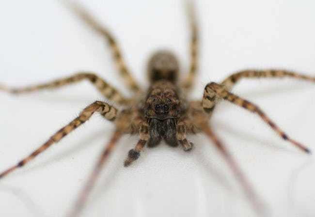 spiders have woven weightless webs aboard the iss photo u1 w650q50fmjpgfitcropcropfaces