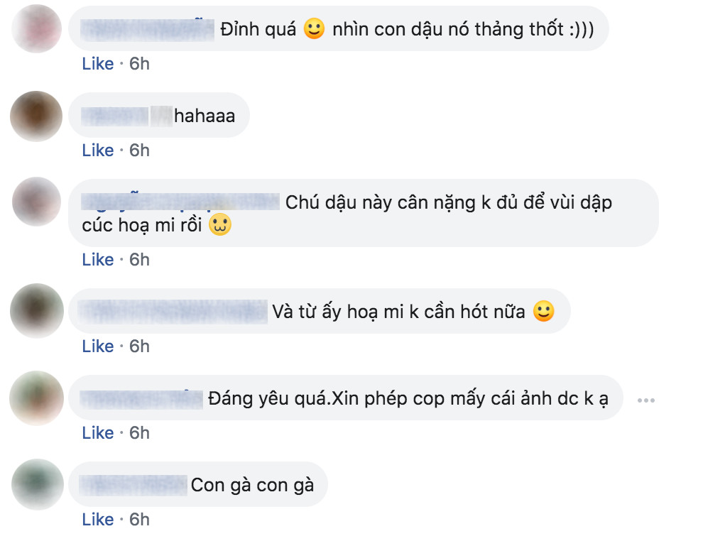 Bộ ảnh 'gà nhựa hốt hoảng bên cúc hoạ mi' của nhiếp ảnh gia ế khách khiến dân mạng cười đến mệt mỏi Bộ ảnh 'gà nhựa hốt hoảng bên cúc hoạ mi' của nhiếp ảnh gia ế khách khiến dân mạng cười đến mệt mỏi