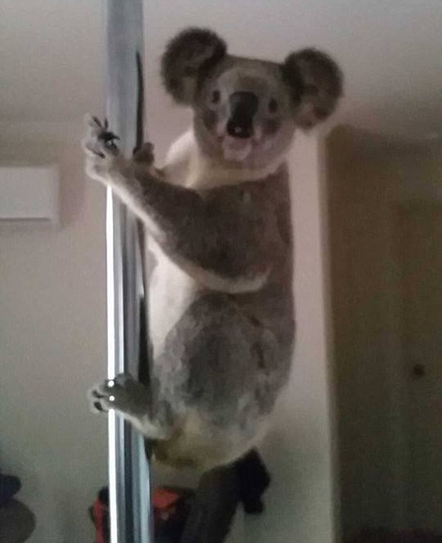 Hài hước chú gấu koala đột nhập vào nhà người dân để... múa cột Hài hước chú gấu koala đột nhập vào nhà người dân để... múa cột
