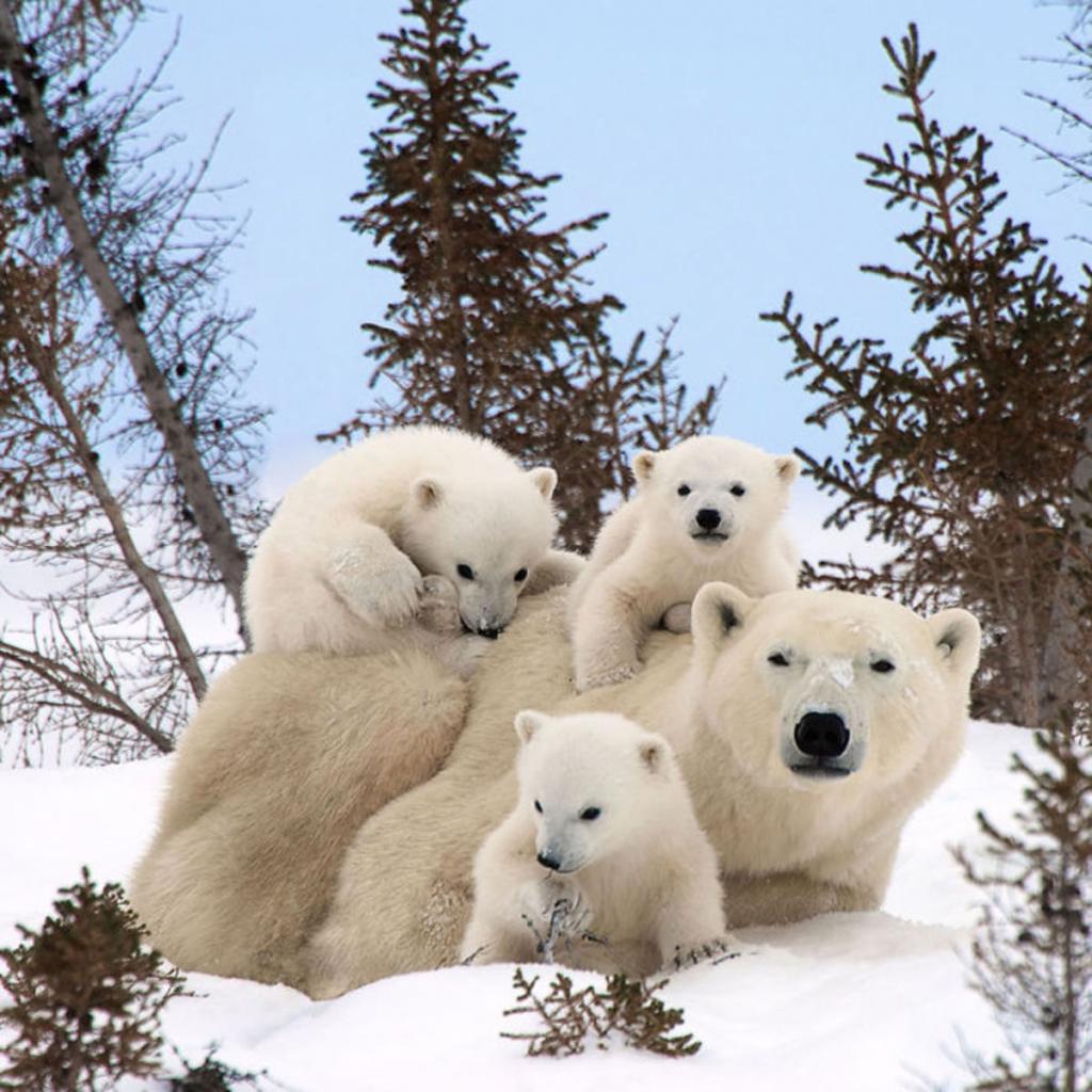 cute animal families 11