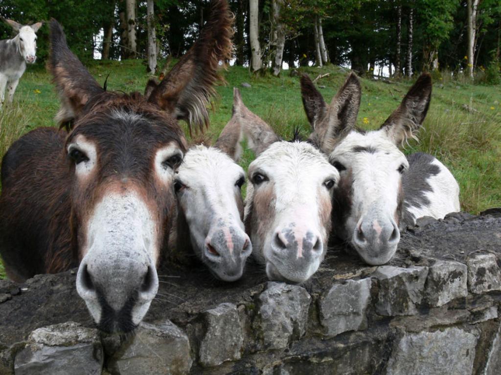 cute animal families 19