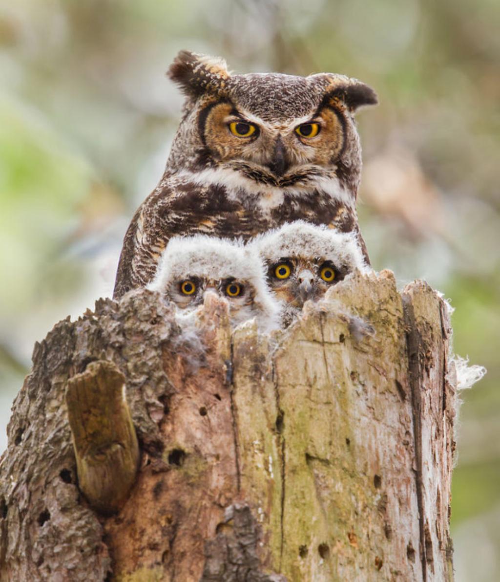cute animal families 20