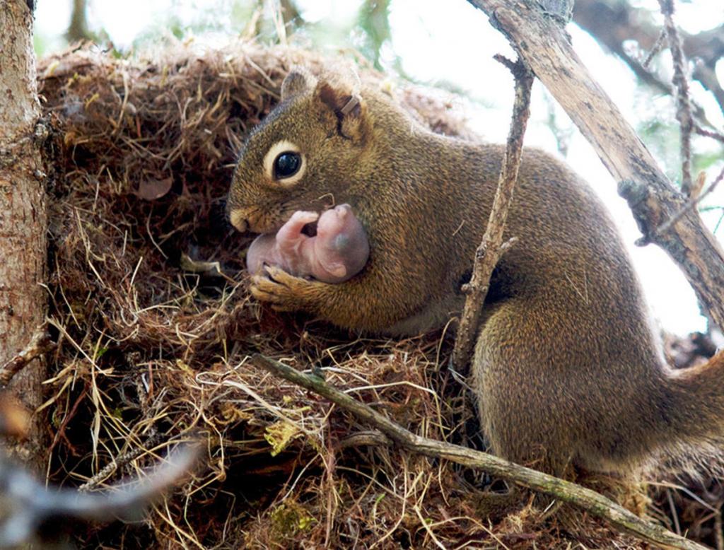 cute animal families 4