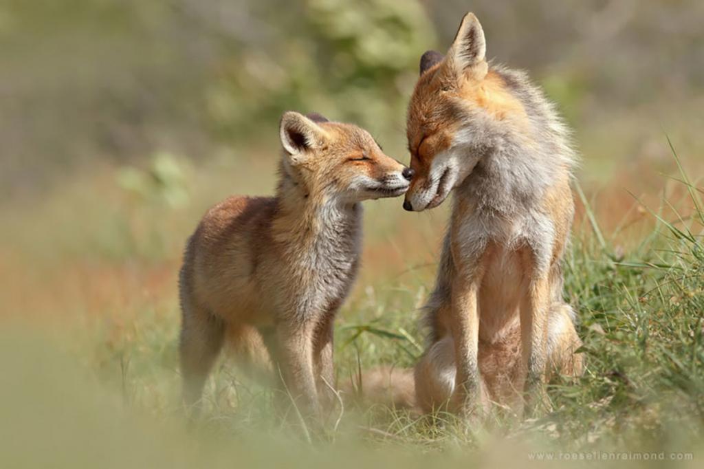 cute animal families 7