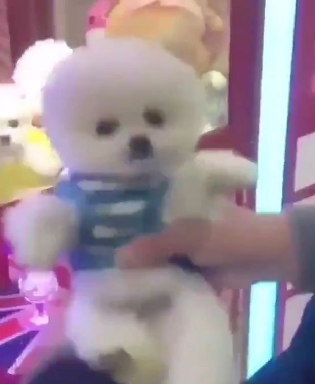 Khu vui chơi gây tranh cãi khi nhốt chó thật trong hộp, dùng nó làm phần thưởng trò máy gắp thú Khu vui chơi gây tranh cãi khi nhốt chó thật trong hộp, dùng nó làm phần thưởng trò máy gắp thú