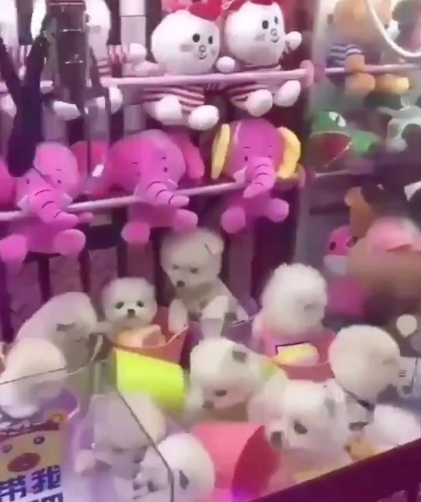 Khu vui chơi gây tranh cãi khi nhốt chó thật trong hộp, dùng nó làm phần thưởng trò máy gắp thú Khu vui chơi gây tranh cãi khi nhốt chó thật trong hộp, dùng nó làm phần thưởng trò máy gắp thú