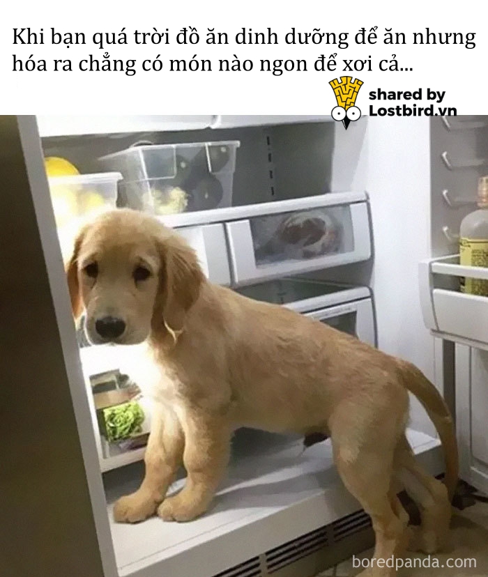Kho ảnh bất tận ngập tràn tiếng cười về đồ ăn Kho ảnh bất tận ngập tràn tiếng cười về đồ ăn