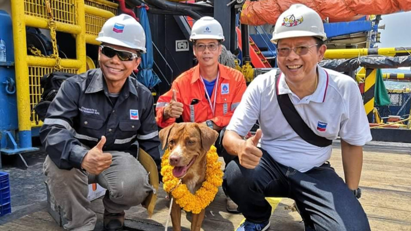 Giàn khoan giữa biển khơi mênh mông, bỗng bắt gặp một chú chó bơi lạc Giàn khoan giữa biển khơi mênh mông, bỗng bắt gặp một chú chó bơi lạc