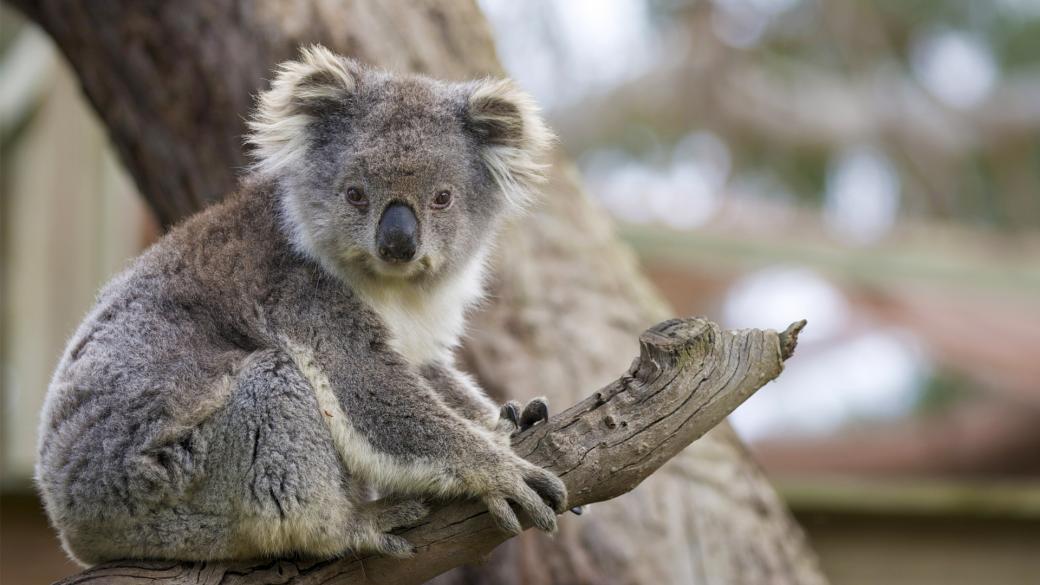 Gấu Koala chính thức bị tuyên bố đã 'tuyệt chủng về chức năng' khiến cả thế giới bàng hoàng Gấu Koala chính thức bị tuyên bố đã 'tuyệt chủng về chức năng' khiến cả thế giới bàng hoàng