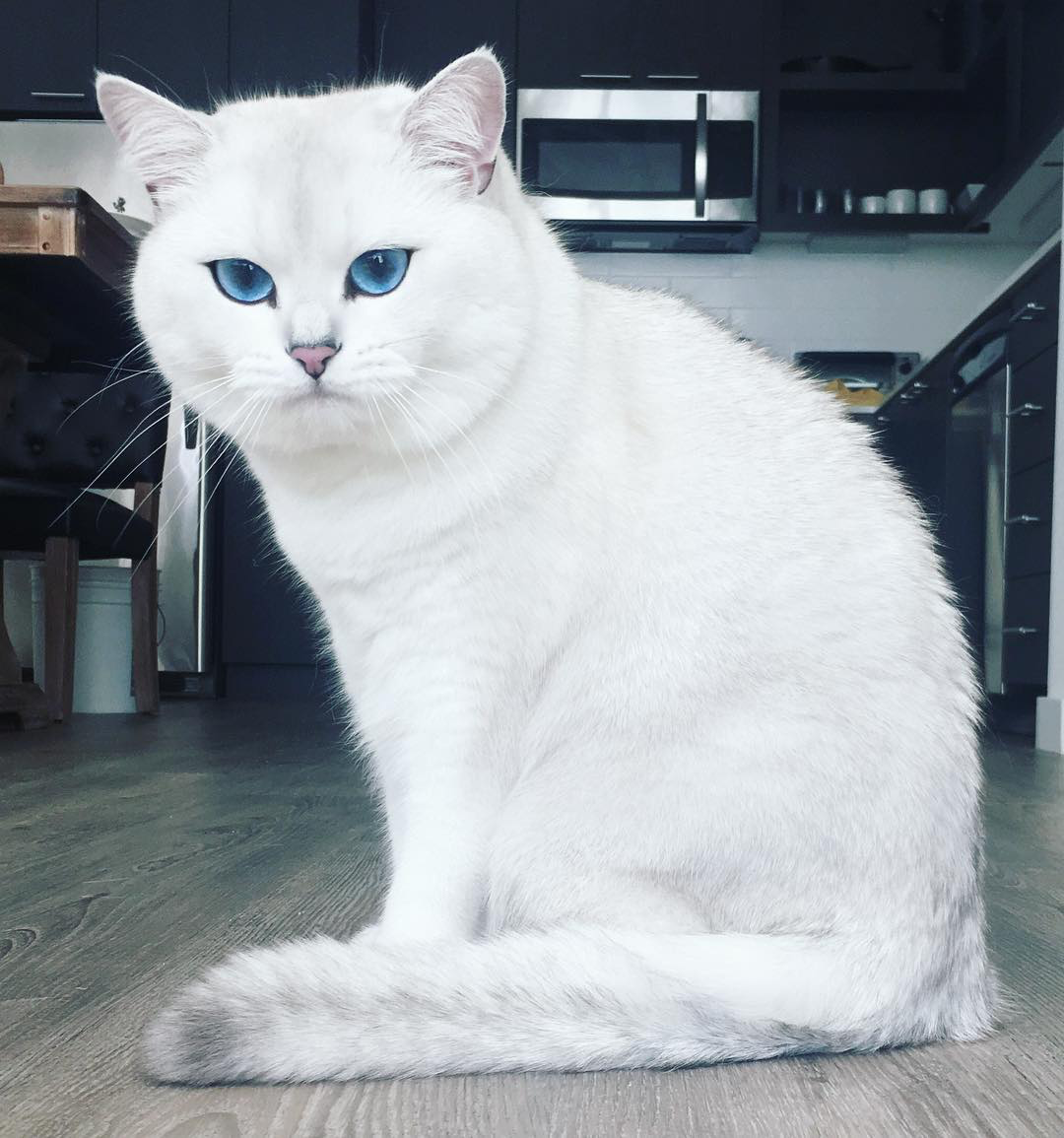 Những tài khoản Instagram chó mèo còn nhiều lượt theo dõi hơn cả bạn Những tài khoản Instagram chó mèo còn nhiều lượt theo dõi hơn cả bạn