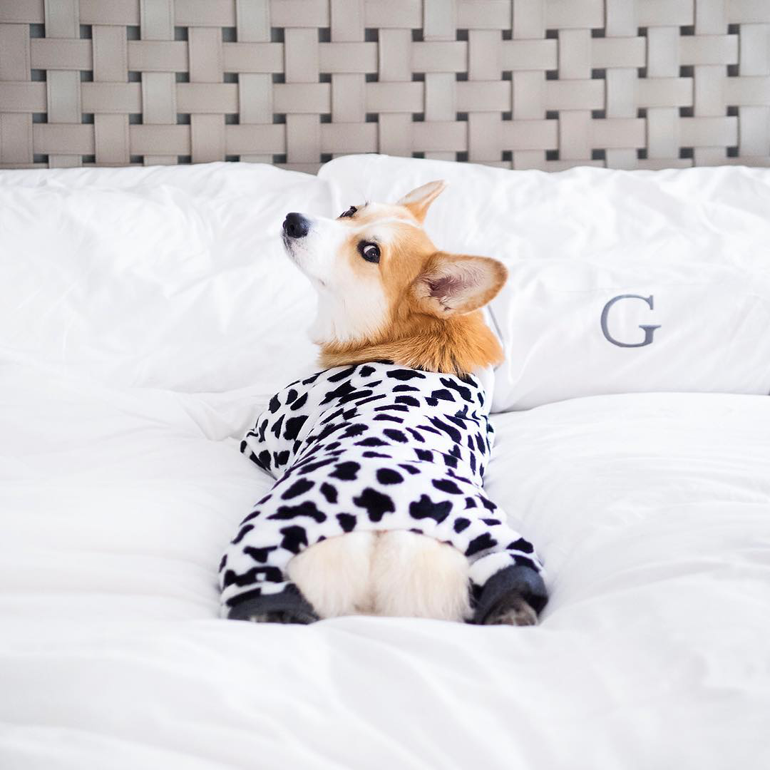 Những tài khoản Instagram chó mèo còn nhiều lượt theo dõi hơn cả bạn Những tài khoản Instagram chó mèo còn nhiều lượt theo dõi hơn cả bạn