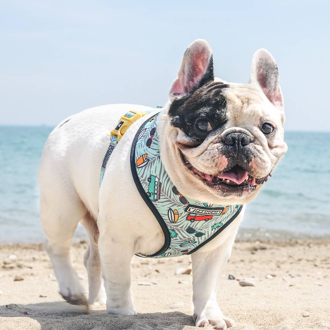 Những tài khoản Instagram chó mèo còn nhiều lượt theo dõi hơn cả bạn Những tài khoản Instagram chó mèo còn nhiều lượt theo dõi hơn cả bạn