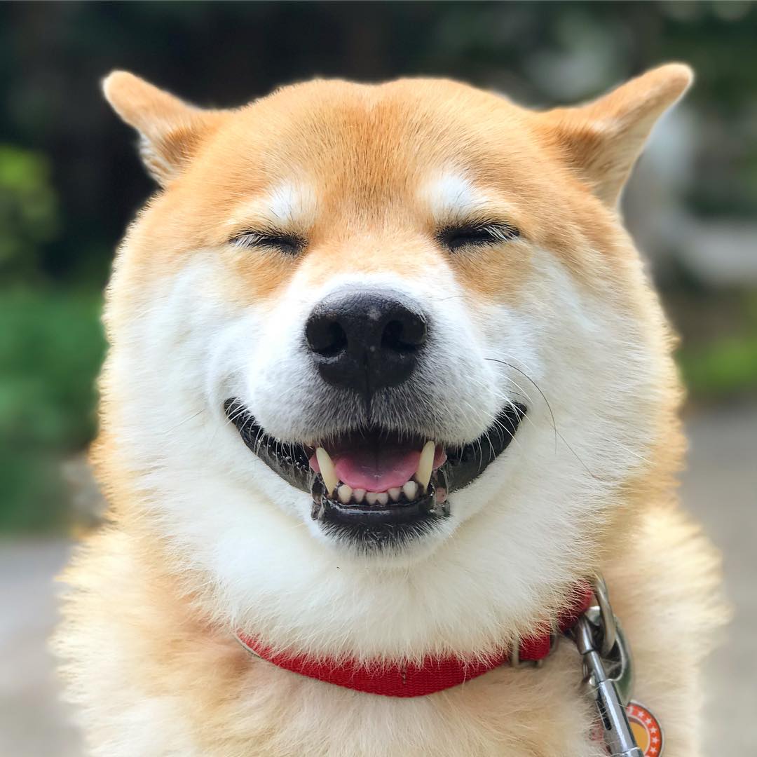 Những tài khoản Instagram chó mèo còn nhiều lượt theo dõi hơn cả bạn Những tài khoản Instagram chó mèo còn nhiều lượt theo dõi hơn cả bạn