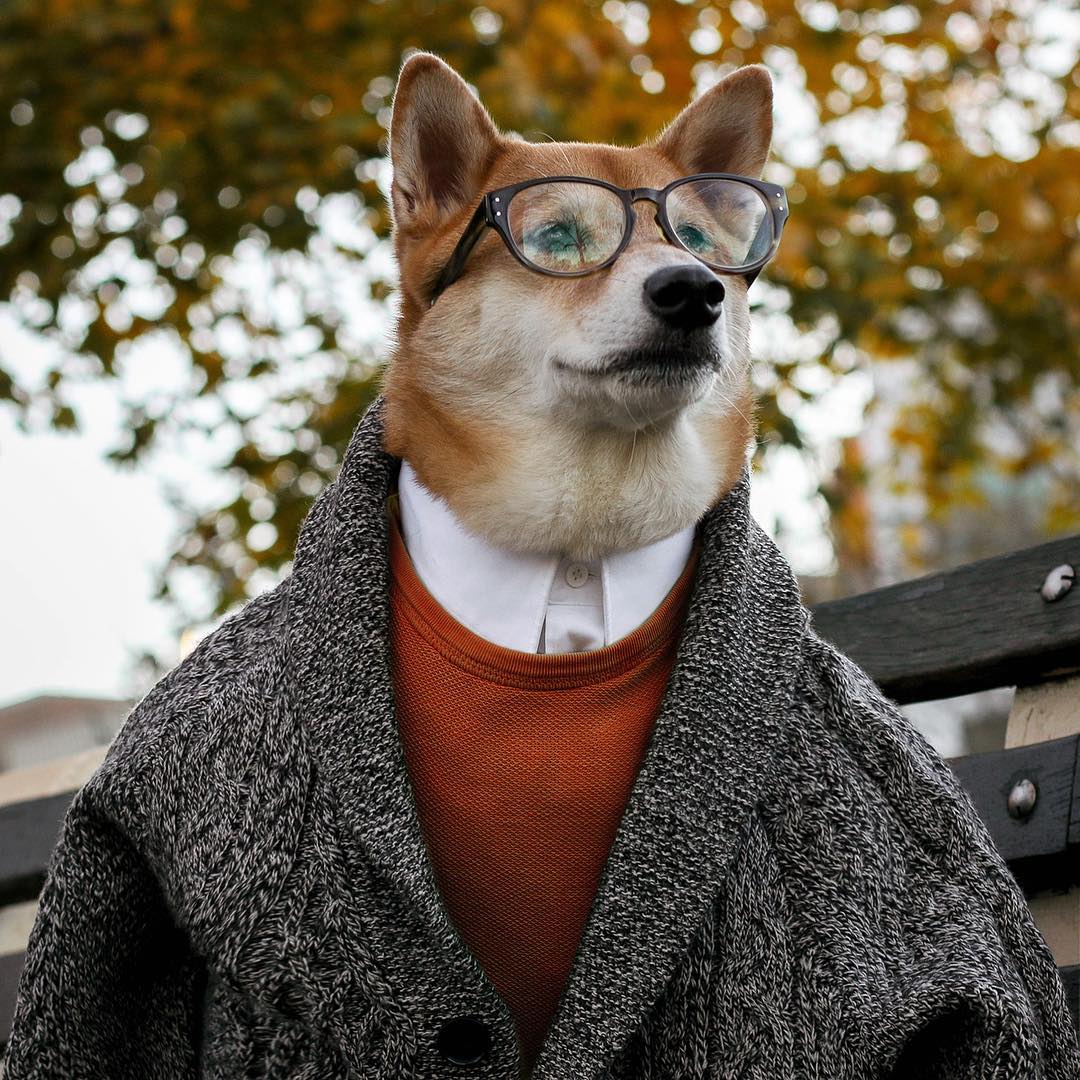 Ai diện đồ chuẩn hơn, soái ca hay soái... cún? Ai diện đồ chuẩn hơn, soái ca hay soái... cún?