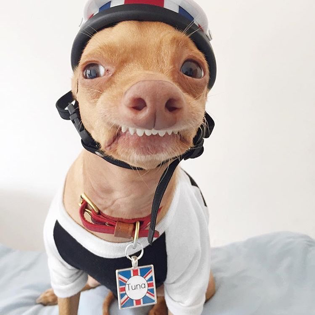 Những tài khoản Instagram chó mèo còn nhiều lượt theo dõi hơn cả bạn Những tài khoản Instagram chó mèo còn nhiều lượt theo dõi hơn cả bạn