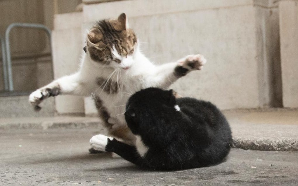 Mèo - một thế lực quyền năng trong các tòa nhà chính phủ Anh Mèo - một thế lực quyền năng trong các tòa nhà chính phủ Anh