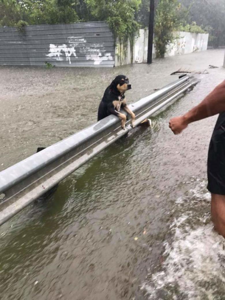 Dân Mỹ vượt qua siêu bão Harvey như thế nào? Dân Mỹ vượt qua siêu bão Harvey như thế nào?