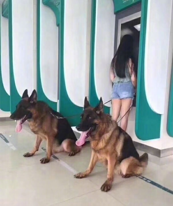 Có 'vệ sĩ' cún theo đuôi khi rút tiền, cướp cũng ngao ngán tránh xa Có 'vệ sĩ' cún theo đuôi khi rút tiền, cướp cũng ngao ngán tránh xa
