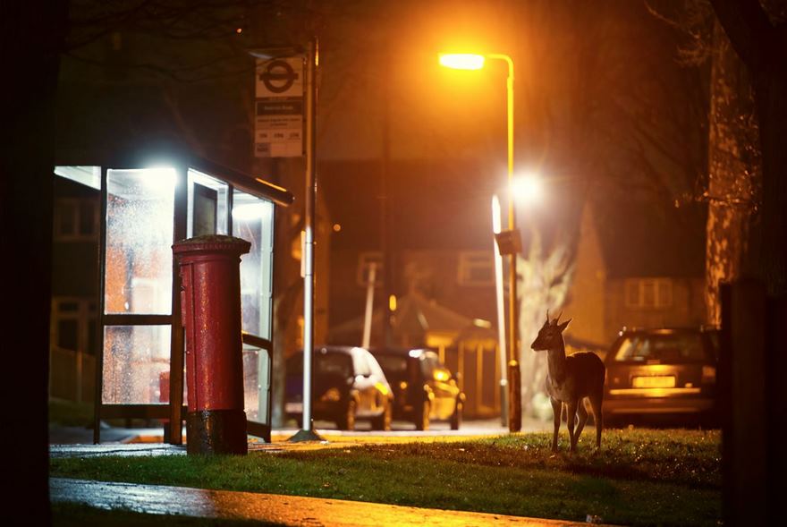 Khi muông thú 'lạc trôi' giữa chốn thị thành Khi muông thú 'lạc trôi' giữa chốn thị thành