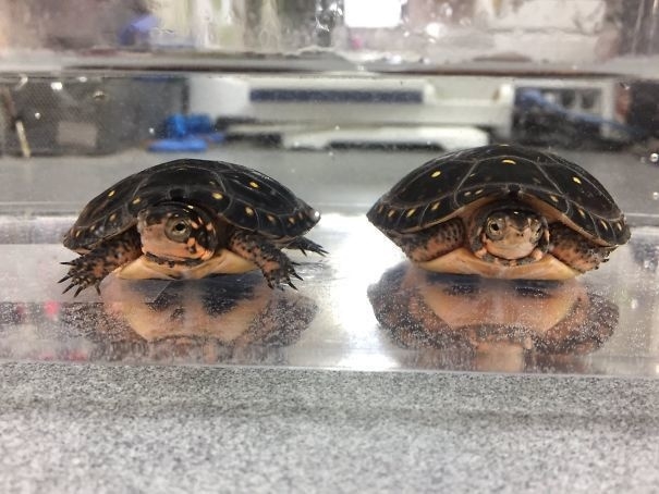 Nhìn thấy những gương mặt lấp ló, có thể bạn đang mắc hội chứng Pareidolia Nhìn thấy những gương mặt lấp ló, có thể bạn đang mắc hội chứng Pareidolia