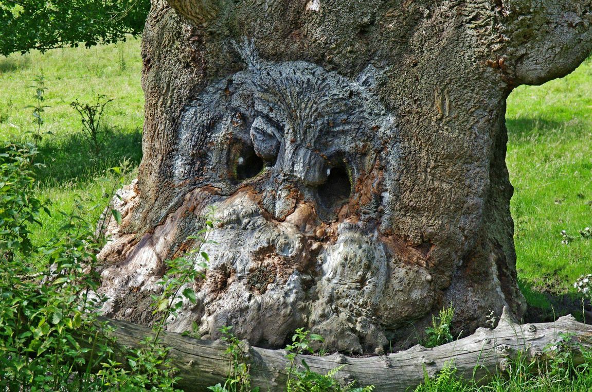 Nhìn thấy những gương mặt lấp ló, có thể bạn đang mắc hội chứng Pareidolia Nhìn thấy những gương mặt lấp ló, có thể bạn đang mắc hội chứng Pareidolia