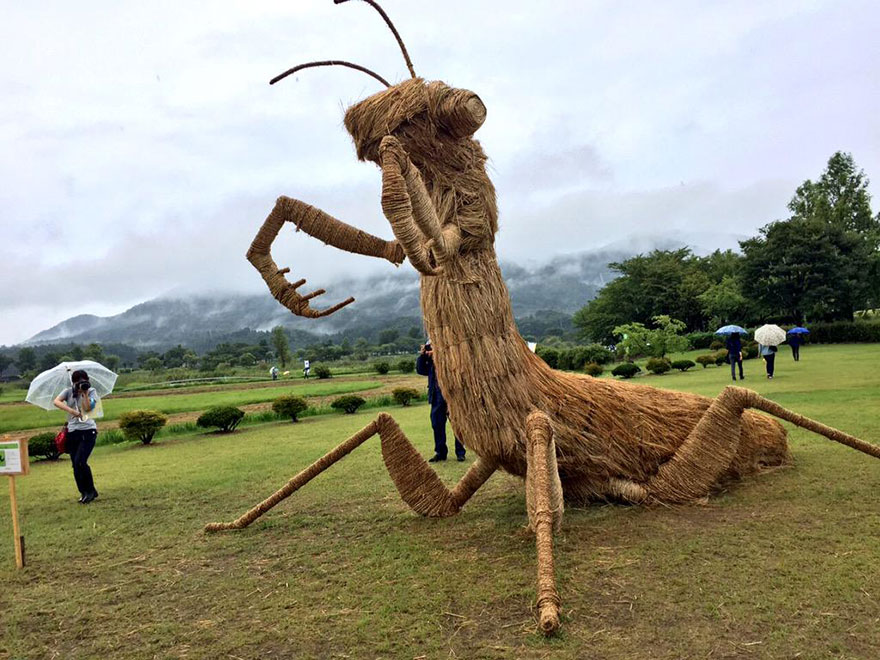 'Cuộc xâm lăng' của động vật khổng lồ sau vụ mùa 'Cuộc xâm lăng' của động vật khổng lồ sau vụ mùa