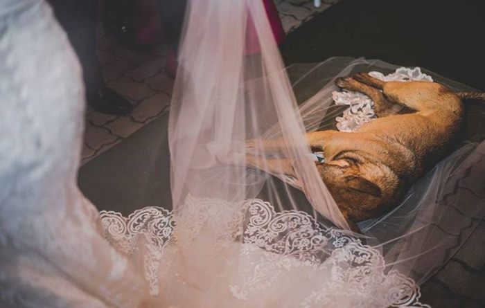 Không có thiệp mời, 'vị khách' đặc biệt này vẫn thản nhiên tới dự lễ cưới Không có thiệp mời, 'vị khách' đặc biệt này vẫn thản nhiên tới dự lễ cưới