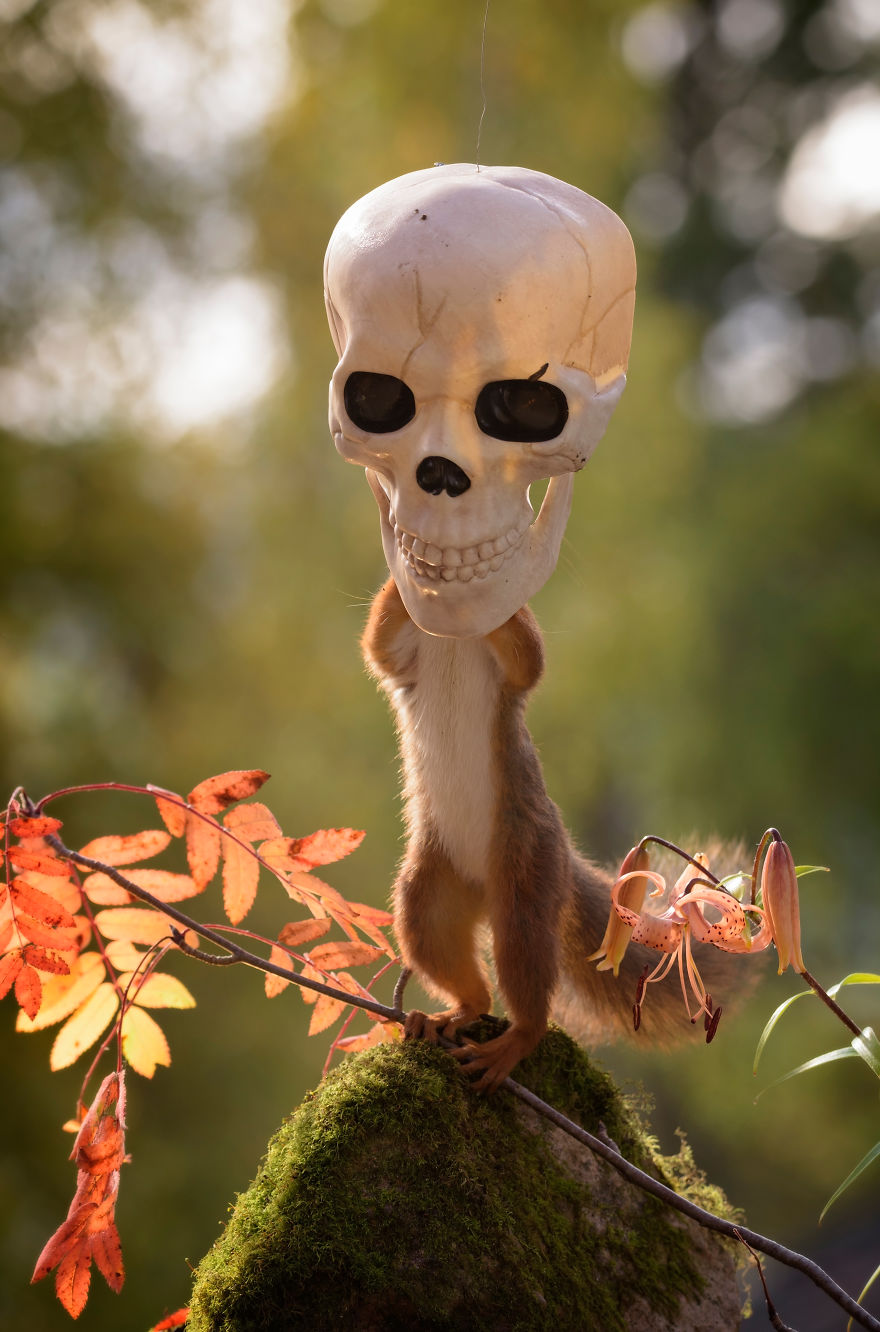 'Tình sóc duyên ma' - Bộ ảnh Halloween chất chơi của chú sóc nhỏ 'Tình sóc duyên ma' - Bộ ảnh Halloween chất chơi của chú sóc nhỏ