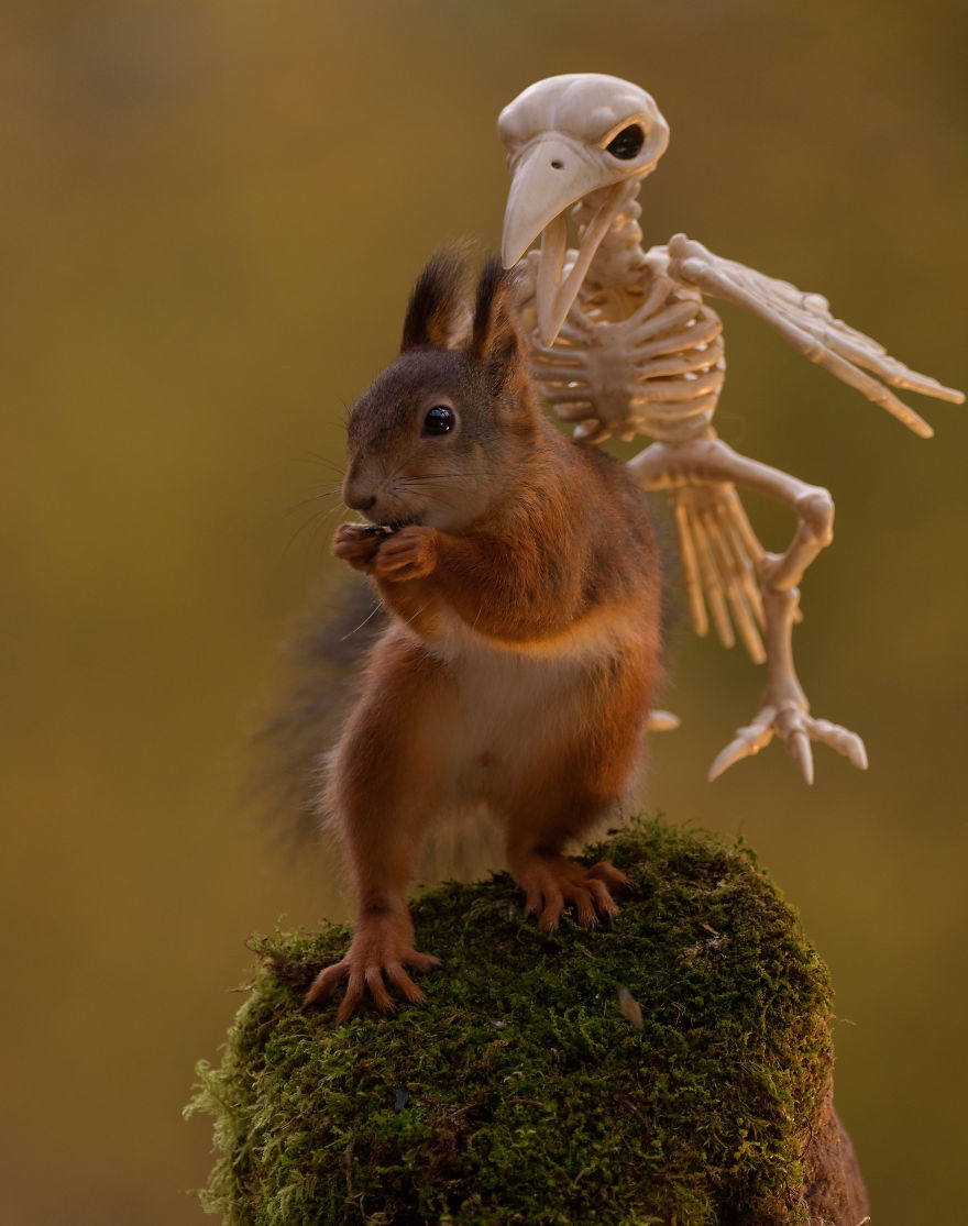 'Tình sóc duyên ma' - Bộ ảnh Halloween chất chơi của chú sóc nhỏ 'Tình sóc duyên ma' - Bộ ảnh Halloween chất chơi của chú sóc nhỏ