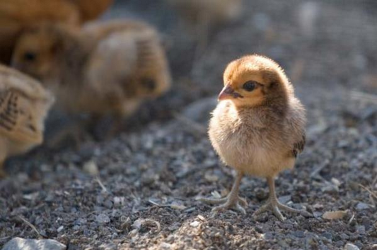 Lại một đêm mất ngủ vì những 'chiếc fact' khó tin này Lại một đêm mất ngủ vì những 'chiếc fact' khó tin này
