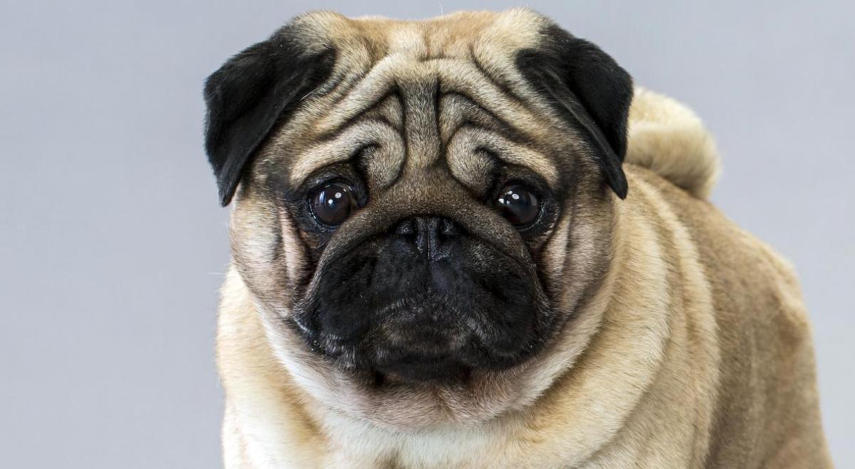 Chó Pug: Đằng sau vẻ dễ thương là tấn bi kịch mua vui cho loài người Chó Pug: Đằng sau vẻ dễ thương là tấn bi kịch mua vui cho loài người