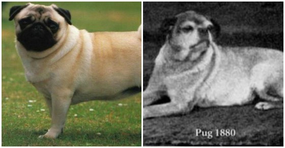 Chó Pug: Đằng sau vẻ dễ thương là tấn bi kịch mua vui cho loài người Chó Pug: Đằng sau vẻ dễ thương là tấn bi kịch mua vui cho loài người
