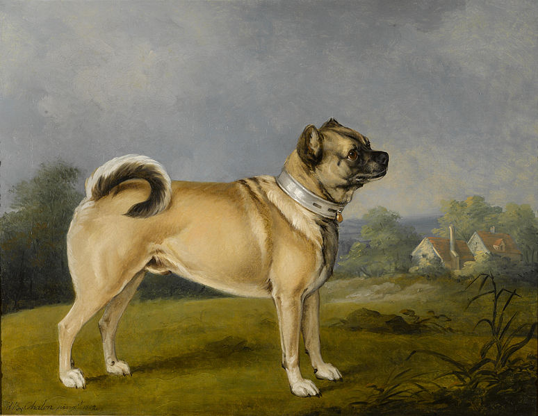 Chó Pug: Đằng sau vẻ dễ thương là tấn bi kịch mua vui cho loài người Chó Pug: Đằng sau vẻ dễ thương là tấn bi kịch mua vui cho loài người
