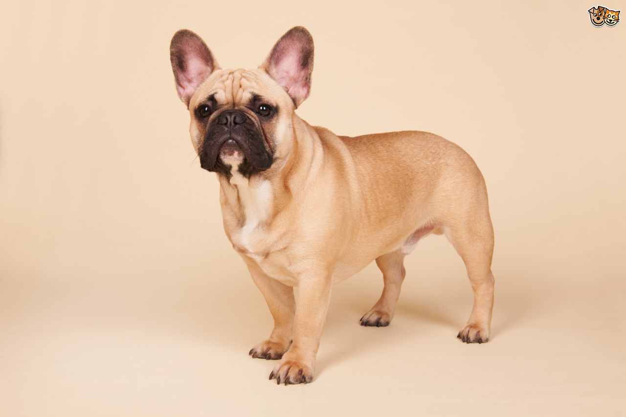 Chó Pug: Đằng sau vẻ dễ thương là tấn bi kịch mua vui cho loài người Chó Pug: Đằng sau vẻ dễ thương là tấn bi kịch mua vui cho loài người
