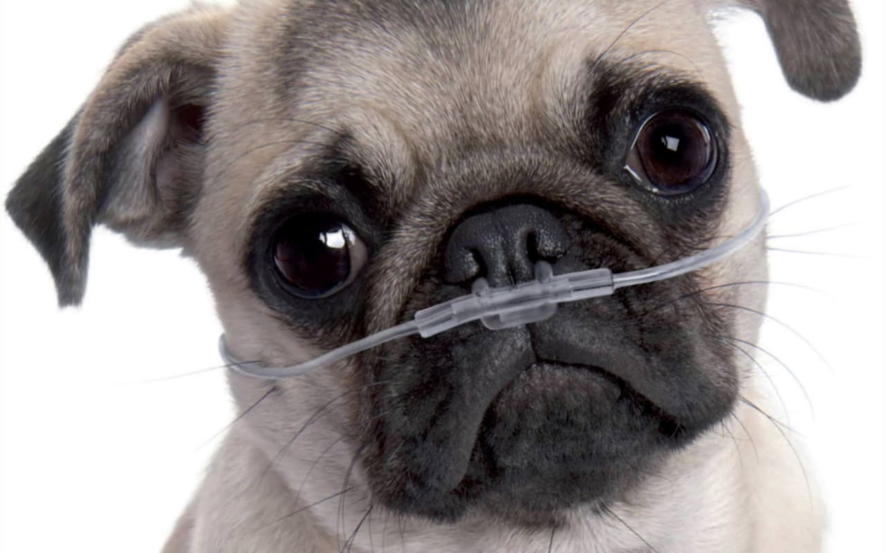 Chó Pug: Đằng sau vẻ dễ thương là tấn bi kịch mua vui cho loài người Chó Pug: Đằng sau vẻ dễ thương là tấn bi kịch mua vui cho loài người