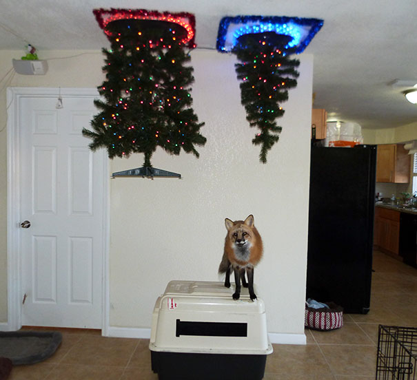 Báo động: Đến mùa bảo vệ 'tính mạng' cây thông Noel khỏi lũ thú cưng rồi! Báo động: Đến mùa bảo vệ 'tính mạng' cây thông Noel khỏi lũ thú cưng rồi!