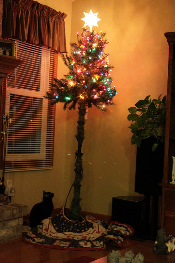 Báo động: Đến mùa bảo vệ 'tính mạng' cây thông Noel khỏi lũ thú cưng rồi! Báo động: Đến mùa bảo vệ 'tính mạng' cây thông Noel khỏi lũ thú cưng rồi!
