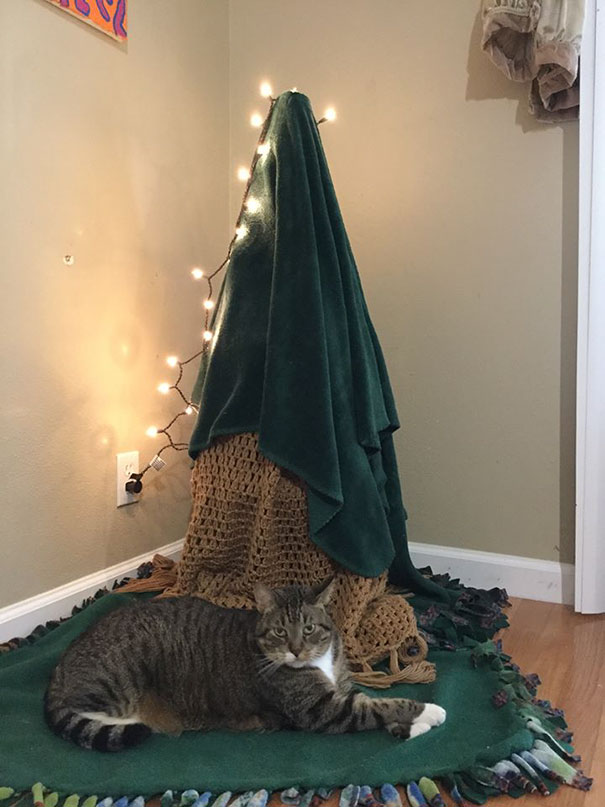 Báo động: Đến mùa bảo vệ 'tính mạng' cây thông Noel khỏi lũ thú cưng rồi! Báo động: Đến mùa bảo vệ 'tính mạng' cây thông Noel khỏi lũ thú cưng rồi!