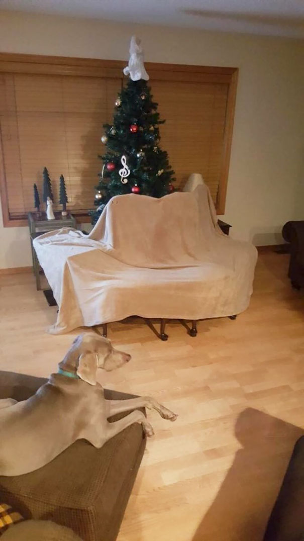 Báo động: Đến mùa bảo vệ 'tính mạng' cây thông Noel khỏi lũ thú cưng rồi! Báo động: Đến mùa bảo vệ 'tính mạng' cây thông Noel khỏi lũ thú cưng rồi!