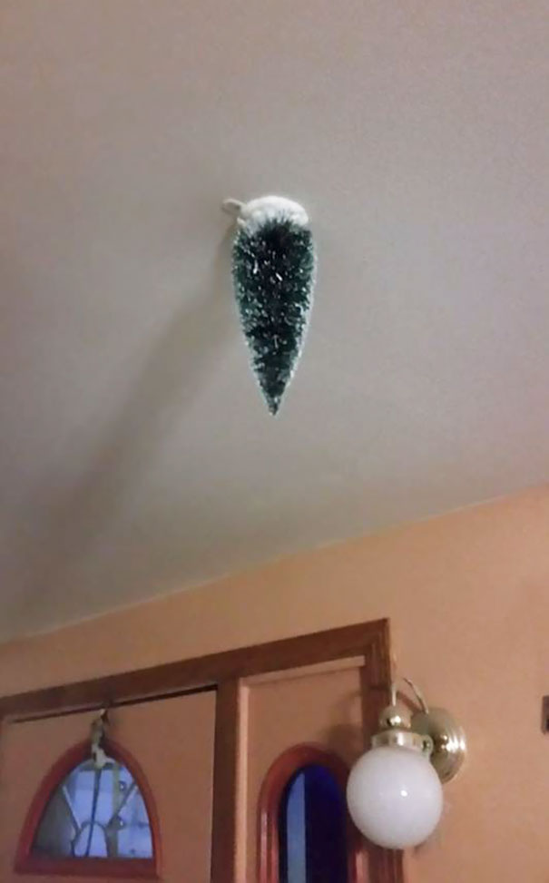 Báo động: Đến mùa bảo vệ 'tính mạng' cây thông Noel khỏi lũ thú cưng rồi! Báo động: Đến mùa bảo vệ 'tính mạng' cây thông Noel khỏi lũ thú cưng rồi!