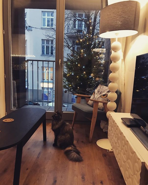 Báo động: Đến mùa bảo vệ 'tính mạng' cây thông Noel khỏi lũ thú cưng rồi! Báo động: Đến mùa bảo vệ 'tính mạng' cây thông Noel khỏi lũ thú cưng rồi!