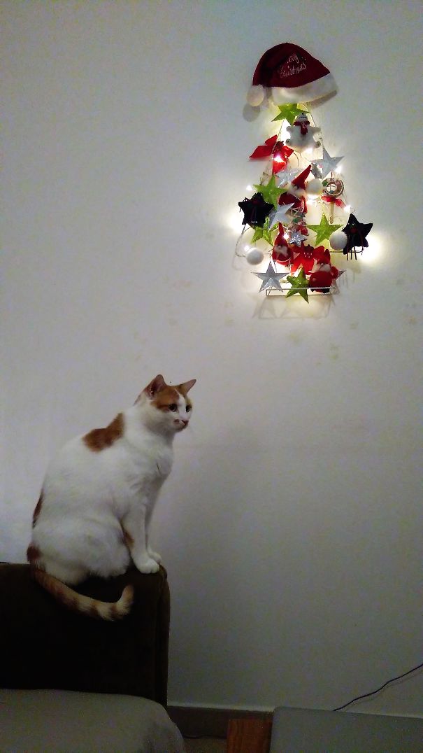 Báo động: Đến mùa bảo vệ 'tính mạng' cây thông Noel khỏi lũ thú cưng rồi! Báo động: Đến mùa bảo vệ 'tính mạng' cây thông Noel khỏi lũ thú cưng rồi!