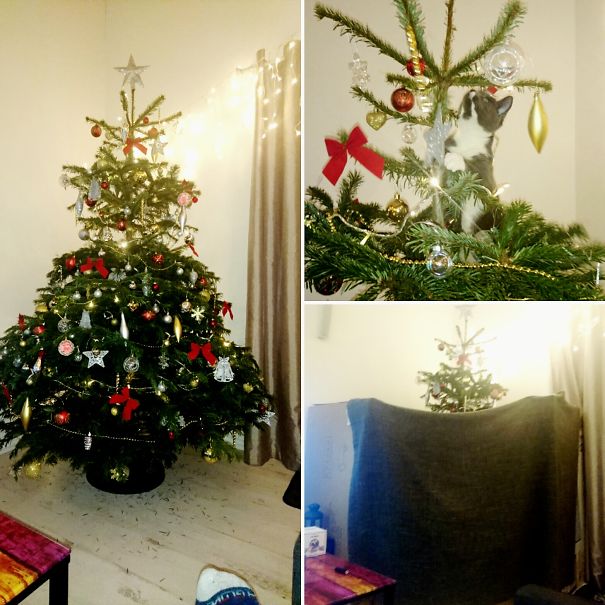 Báo động: Đến mùa bảo vệ 'tính mạng' cây thông Noel khỏi lũ thú cưng rồi! Báo động: Đến mùa bảo vệ 'tính mạng' cây thông Noel khỏi lũ thú cưng rồi!