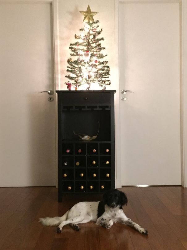 Báo động: Đến mùa bảo vệ 'tính mạng' cây thông Noel khỏi lũ thú cưng rồi! Báo động: Đến mùa bảo vệ 'tính mạng' cây thông Noel khỏi lũ thú cưng rồi!
