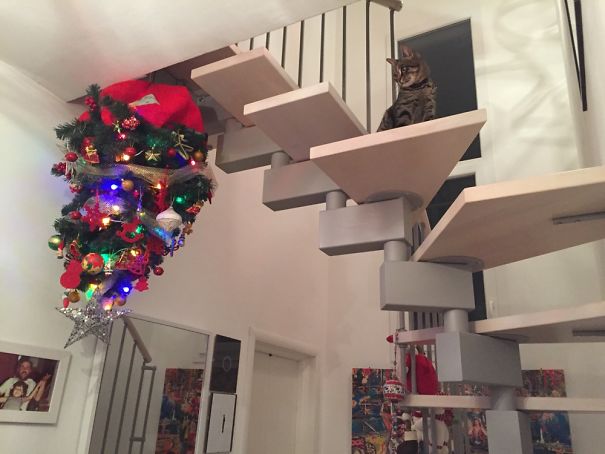 Báo động: Đến mùa bảo vệ 'tính mạng' cây thông Noel khỏi lũ thú cưng rồi! Báo động: Đến mùa bảo vệ 'tính mạng' cây thông Noel khỏi lũ thú cưng rồi!
